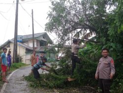 Polsek Cibeber Polres Lebak Gerak Cepat Tangani Pohon Tumbang