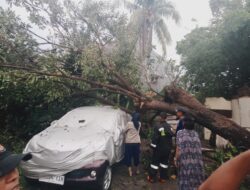 Waspada Pohon Tumbang, BPBD Kota Tangerang Imbau Masyarakat Tingkatkan Kewaspadaan saat Angin Kencang