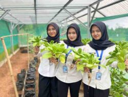 Pembinaan Kemandirian Rutan Tangerang Buktikan Hasil Lewat Panen Pakcoy